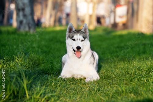 A Siberian husky is lying down at grass at the city park and looking forward. There are some dandelions around her. A grey   white female husky bitch has blue eyes.