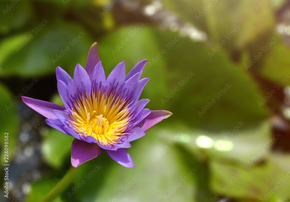 Panama Pacific water lily blooming in the pond. Panama Pacific water lily blooming in the pond.