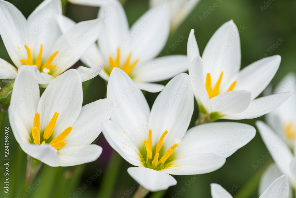 タマスダレの花のアップ