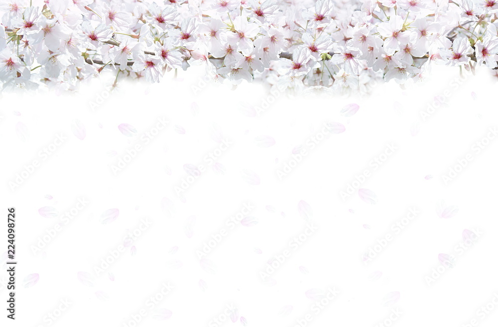 桜の背景（白と薄いピンクのイメージ）
