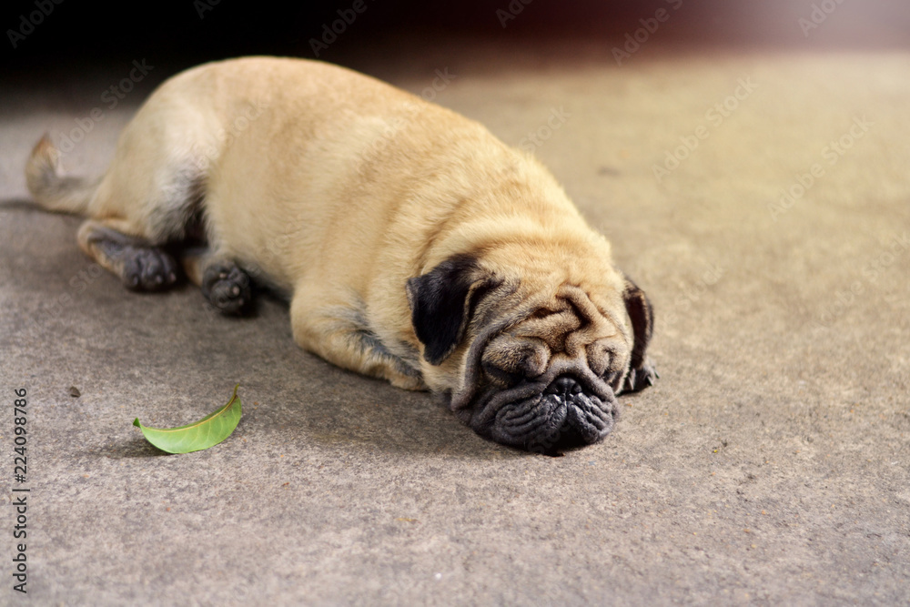 A pug dog sleeping on cement ground.