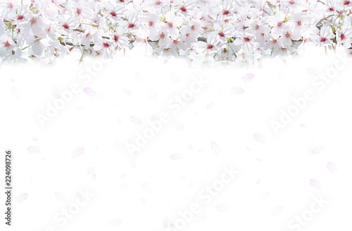 桜の背景（白と薄いピンクのイメージ） 