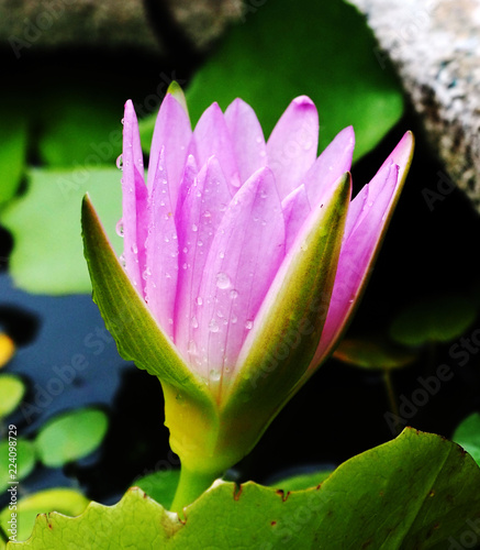 A pink water lily with raindrops in the pond