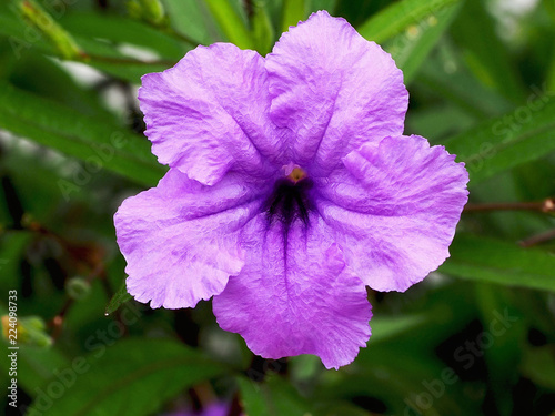 A purple Minnie root (Popping pod, Cracker plant,Ruellia tuberosa) with leaves.