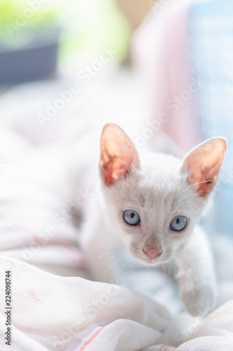 little kitten on the bed