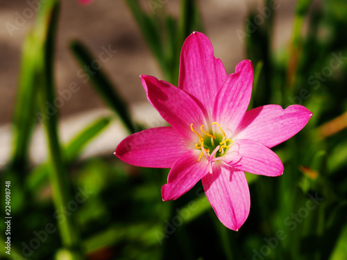 A Pink rain lily (Zephyranthes) blooming in the garden.