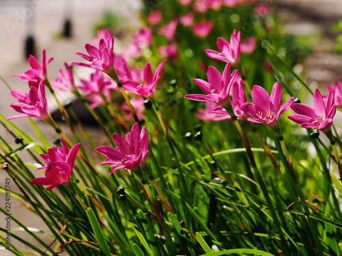 Pink rain lilies (Zephyranthes) blooming in the garden.