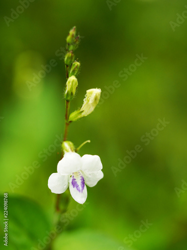 Chinese violet,creeping foxglove (Asystasia gangetica) with green blurred background.