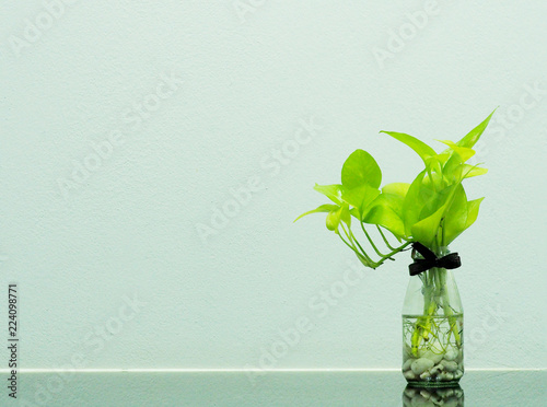 Golden pothos(Epipremnum  aureum) in a glass bottle with concrete wall background