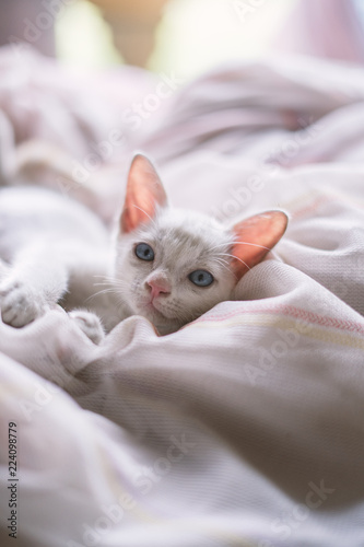 little kitten on bed