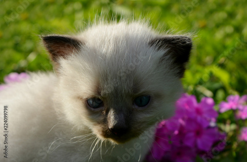 charming little beige with a black kitten on a walk among the green grass and pink flowers, pet © alex2016