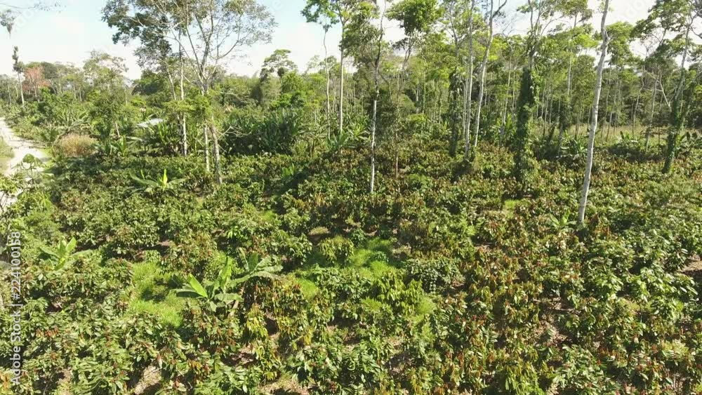 Flying over cacao bushes (Theobroma cacao) in a plantation cut out of the rainforest in the Ecuadorian Amazon. Flying over cacao bushes (Theobroma cacao) in a plantation cut out of the rainforest in the Ecuadorian Amazon.