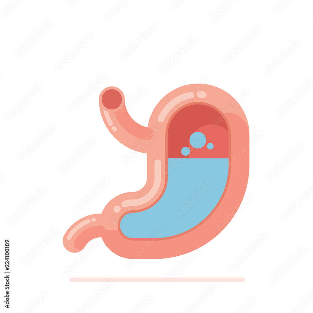 Flat design vector Illustration of human stomach Flat design vector Illustration of human stomach