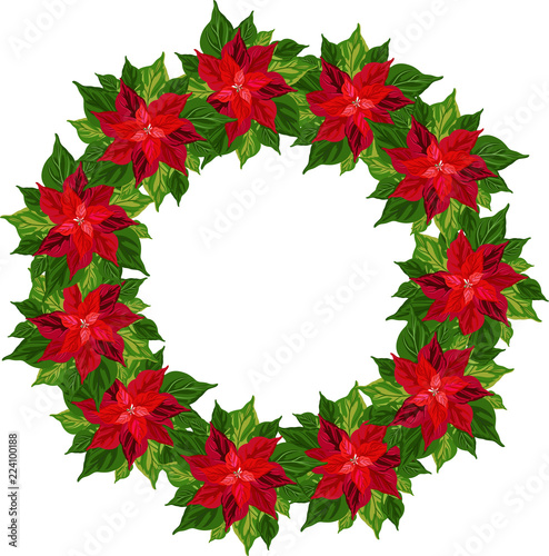 Christmas poinsettia. Vector wreath