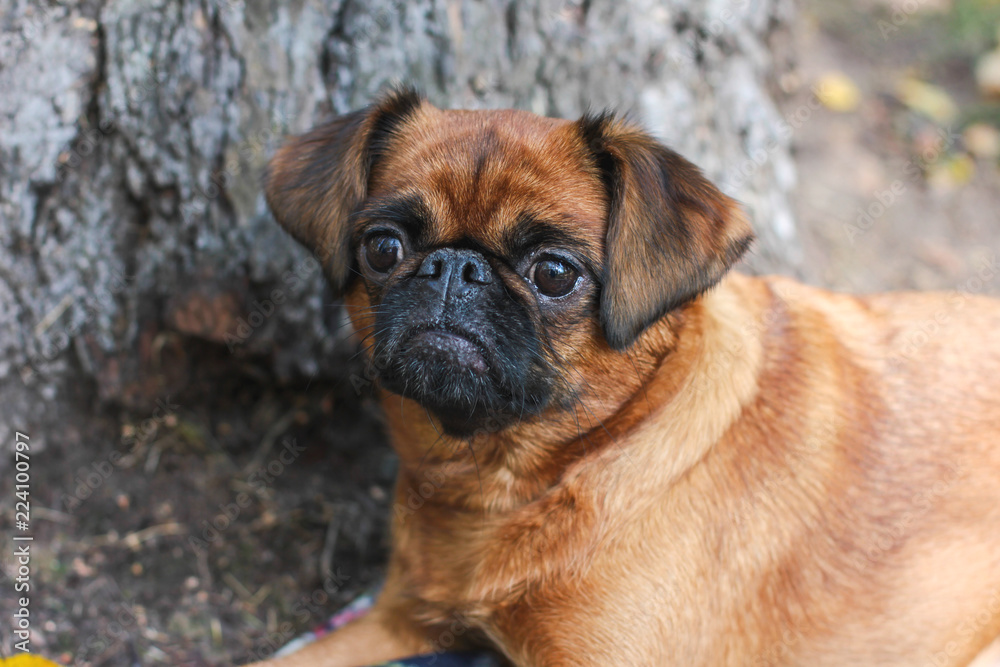 The small Brabancon dog with chestnut color lying under tree in the autumn Park The small Brabancon dog with chestnut color lying under tree in the autumn Park