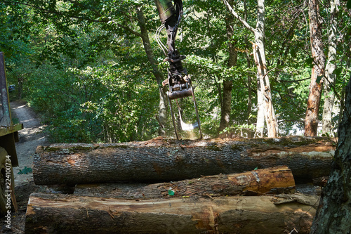 Loading of wood by manipulator. photo