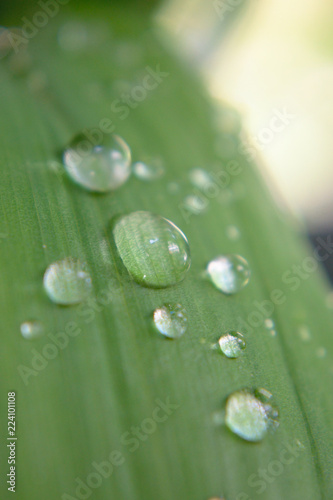 Closeup of water drops on a leaf