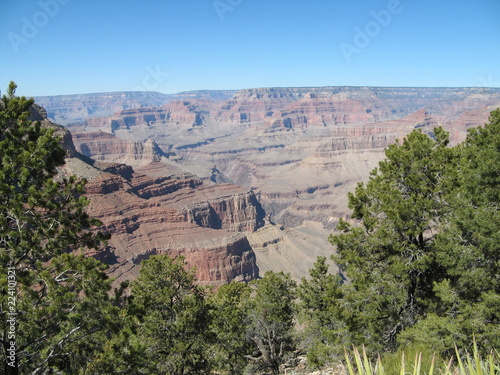 Canyon through trees