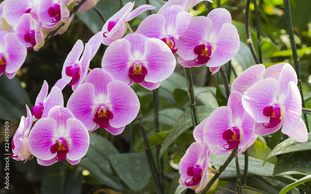 Fototapeta premium Pink phalaenopsis orchid flower in garden