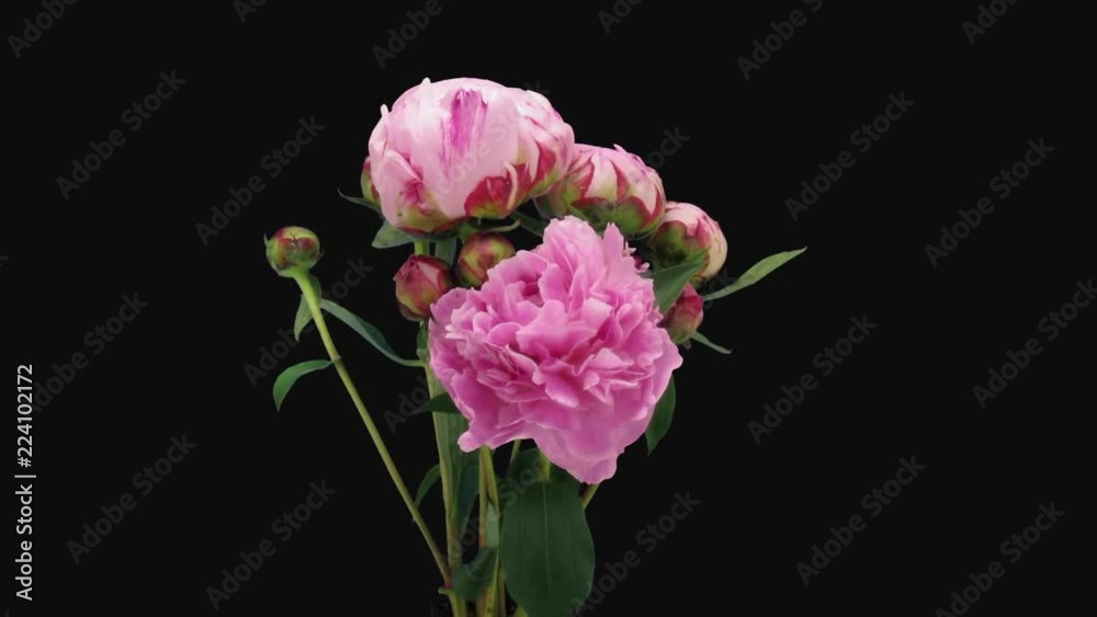 Time-lapse of opening pink peony (Paeonia) bouquet 5a3 in RGB + ALPHA matte format isolated on black background
Time-lapse of opening pink peony (Paeonia) bouquet 5a3 in RGB + ALPHA matte format isolated on black background