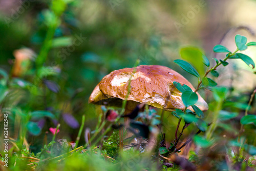 mushrooms in the autumn forest