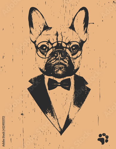 Portrait of French Bulldog in suit, hand drawn illustration, vector
