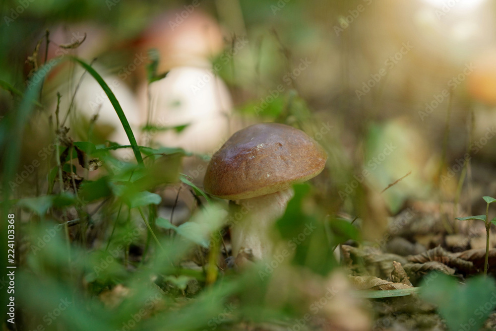 Closeup of cep mushroom