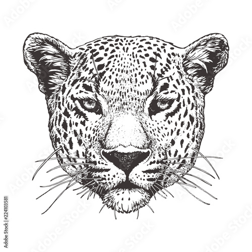 Portrait of Leopard, hand-drawn illustration, vector photo