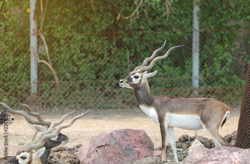 Blackbuck deer (Antilope cervicapra) in zoo.