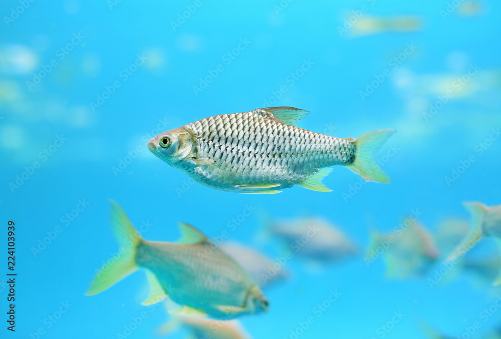 Java barb fish (Barbonymus gonionotus) swimming in aquarium. Java barb fish (Barbonymus gonionotus) swimming in aquarium.