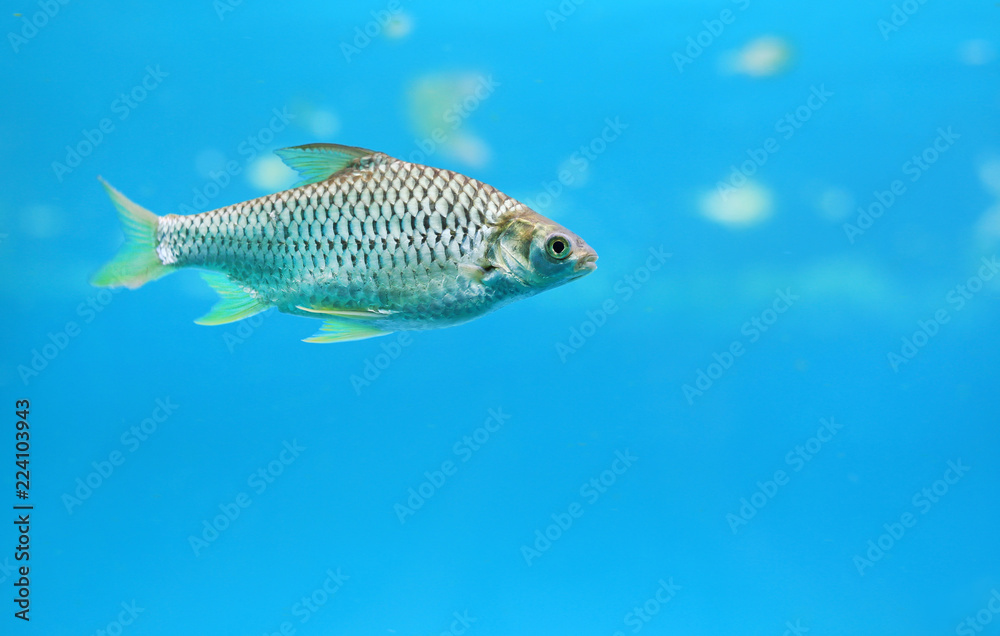 Silver barb swimming in water - fish in aquarium with copy space. Silver barb swimming in water - fish in aquarium with copy space.