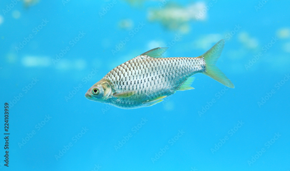 Silver barb swimming in water - fish in aquarium with copy space.
Silver barb swimming in water - fish in aquarium with copy space.