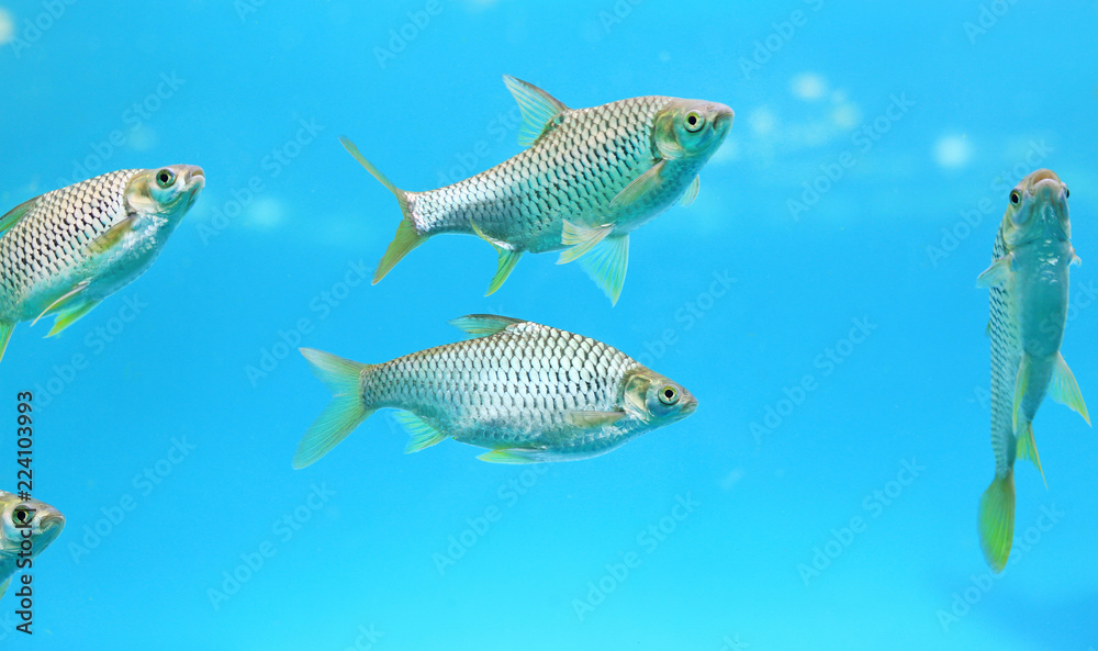 Fototapeta premium Group of Java barb fish (Barbonymus gonionotus) swimming in aquarium.