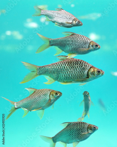 Java barb fish (Barbonymus gonionotus) swimming in aquarium.