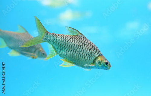 Silver barb swimming in water - fish in aquarium.