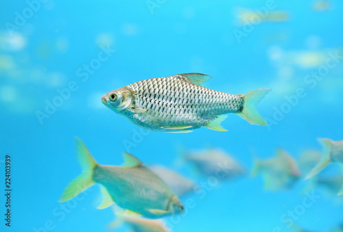 Java barb fish  Barbonymus gonionotus  swimming in aquarium.