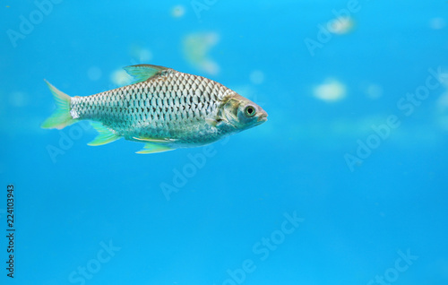 Silver barb swimming in water - fish in aquarium with copy space. © zilvergolf