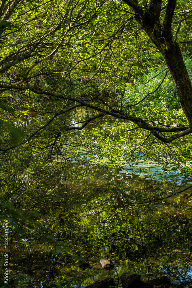 forest trail baddesley clinton stately home forest trail baddesley clinton stately home