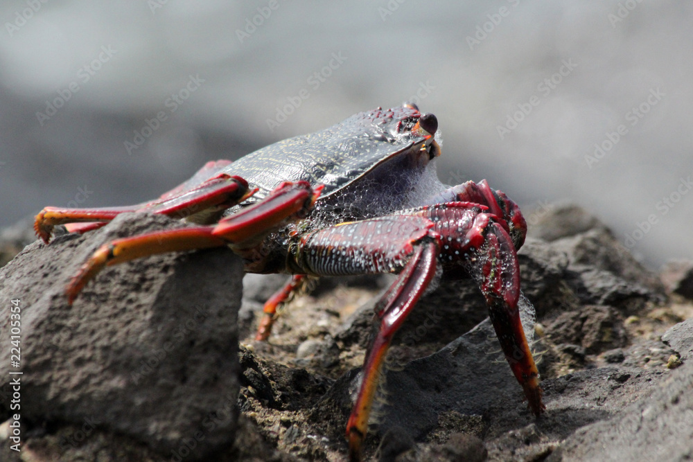 TIERE_4919_rote_Klippenkrabbe TIERE_4919_rote_Klippenkrabbe
