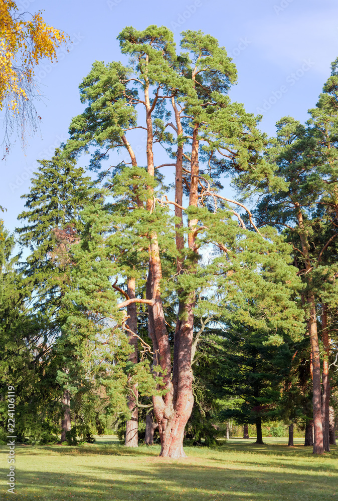 Fototapeta premium Old pine in the autumn park