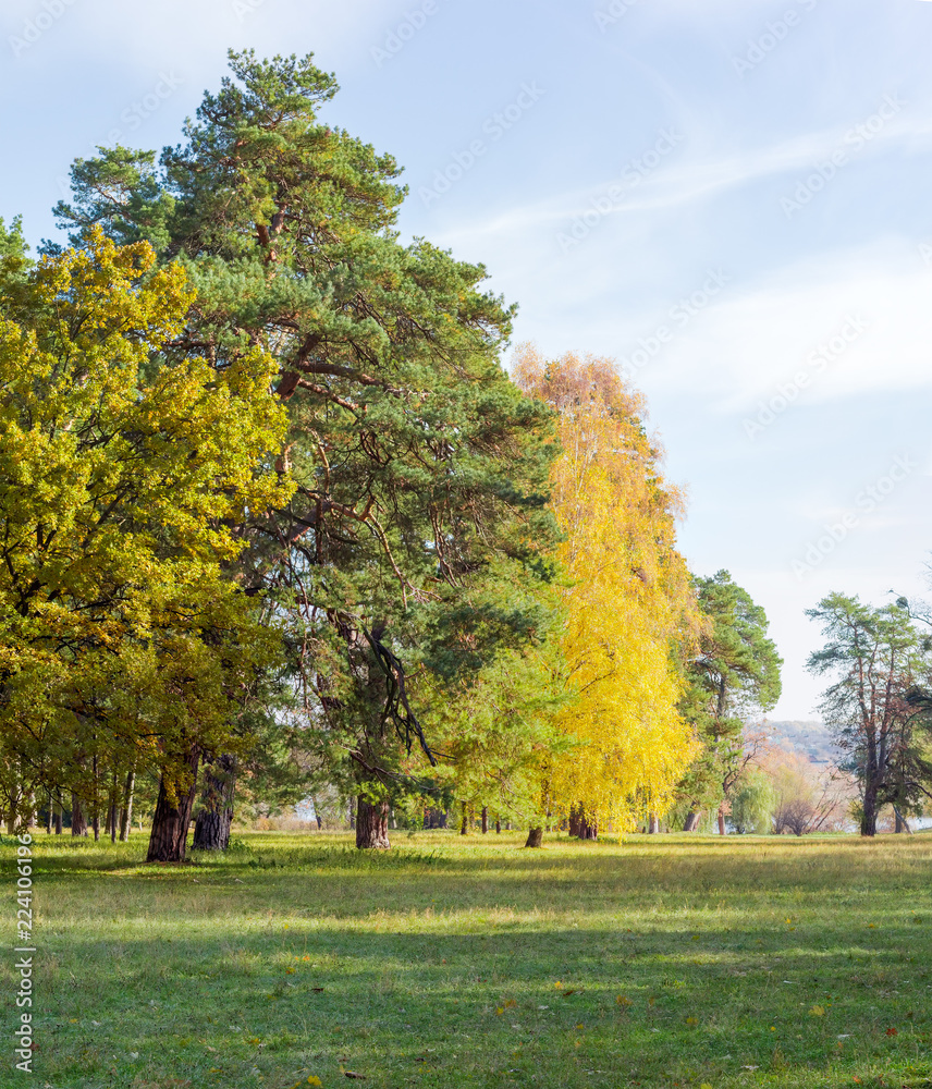Glade in park against of the conifers and deciduous trees Stock Photo ...