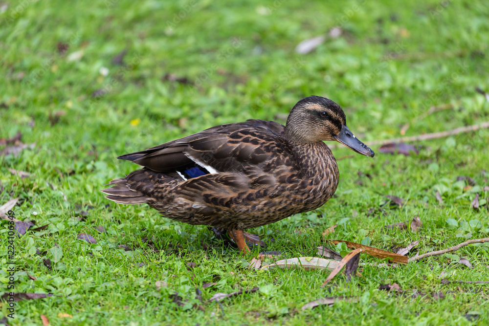 duck on the grass duck on the grass