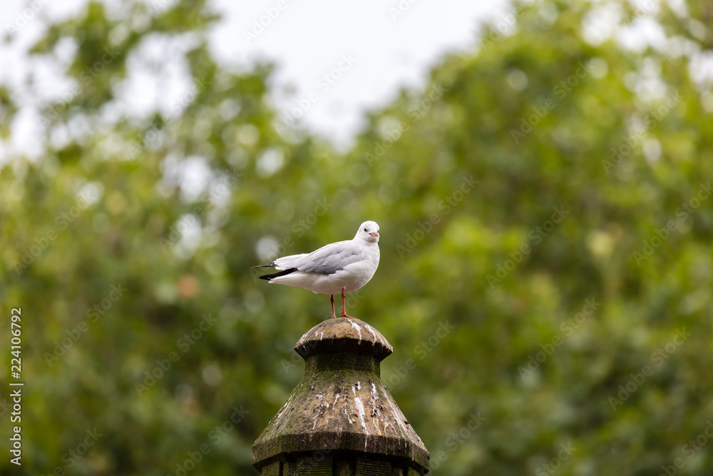 Obraz premium Seagull on pillar