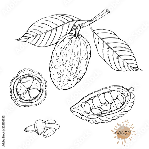 Hand-drawn illustration of Cocoa, vector