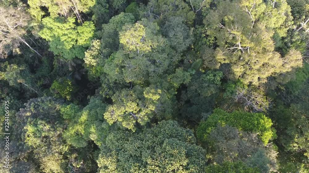 Flying over the crowns of rainforest trees with the camera pointing down. There are many tree species with different leaf forms present. Flying over the crowns of rainforest trees with the camera pointing down. There are many tree species with different leaf forms present.