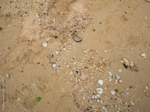 Broken shell on the sand,beach texture