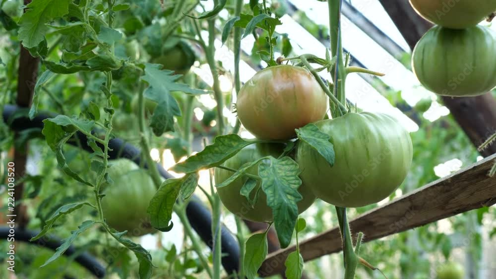 Green unripe fruits of tomatoes. Tomato cultivation in the greenhouse. Green unripe fruits of tomatoes. Tomato cultivation in the greenhouse.