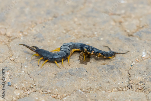 Common Desert Centipede or Scolopendra Polymorpha photo