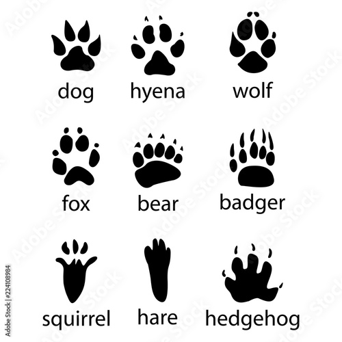 Various traces of wild animals design icon