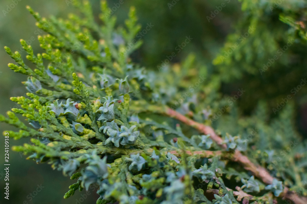 Close up Thuja Occidentaliss Sunkist Pine tree leaf Close up Thuja Occidentaliss Sunkist Pine tree leaf